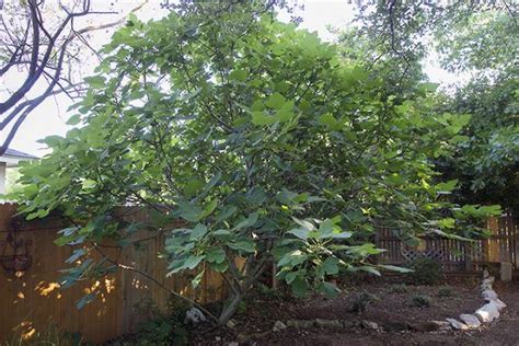 How To Grow A Fig Tree In Your Backyard Fig Tree Fig Tree Plant