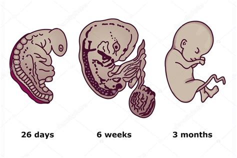 Successive Stages Of Human Embryonic Development — Stock Vector © Drox