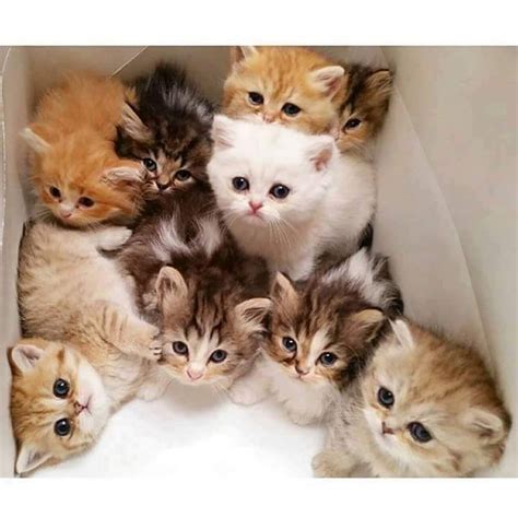 ️ ️ ️ ️ Baby Kitties Baby Cats Beautiful Cats Kittens Cutest