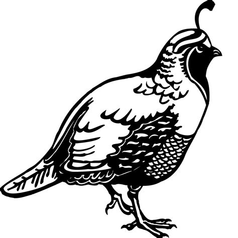 Bobwhite Quail Clipart 10 Free Cliparts Download Images On Clipground