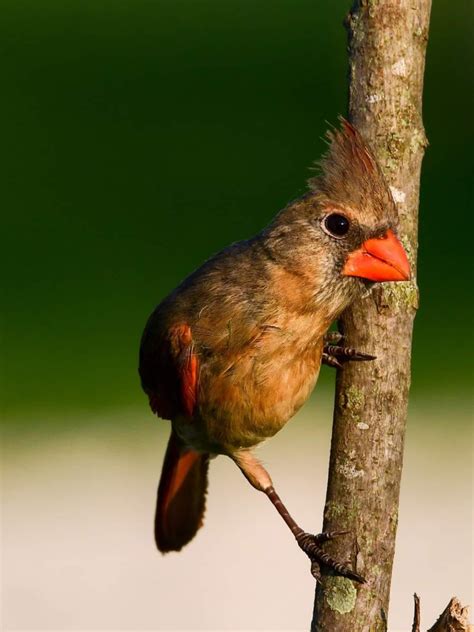 Cardinal Pictures Cardinal Birds Hummingbirds Cardinals Beautiful