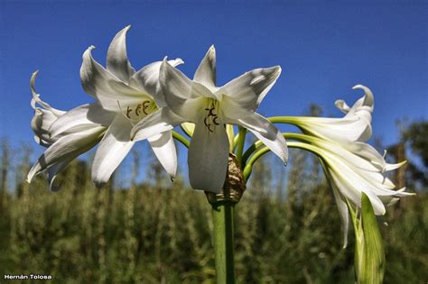 Flora Bonaerense Azucena Blanca Crinium X Powellii