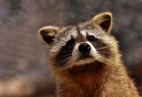 Raccoon Feces Toxicity Dangers And Diseases Control And