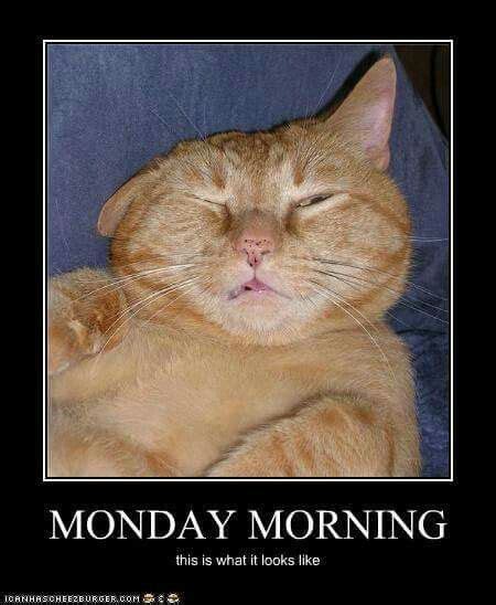 Monday Cat Monday Humor Happy Monday Funny Monday Monday Quotes
