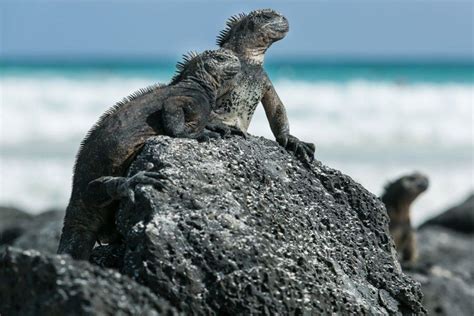 10 Amazing Animals To See In The Galápagos Islands Fodors Travel Guide