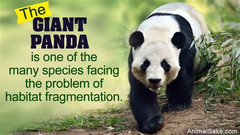 Where Do Pandas Really Live Check This Out