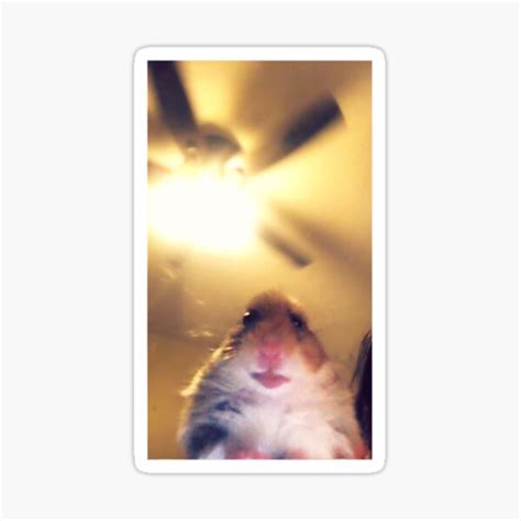 Meme Hamster Staring Front Camera Sticker By Valerycollin Redbubble