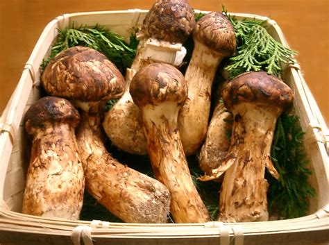 8 Healthy Japanese Mushrooms Why You Should Eat More