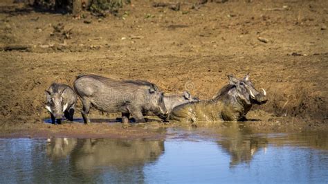 Common Warthog In Kruger National Park South Africa Stock Photo