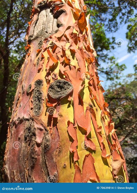 Peeling Bark On A Tall Tree Stock Photo Image Of Nature Background