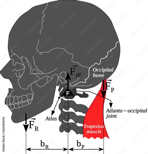 Plakat The Atlanto Occipital Joint Head Weight And Trapezius Muscle