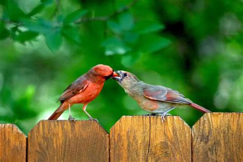 Do Cardinals Kiss Cardinalidae Birds