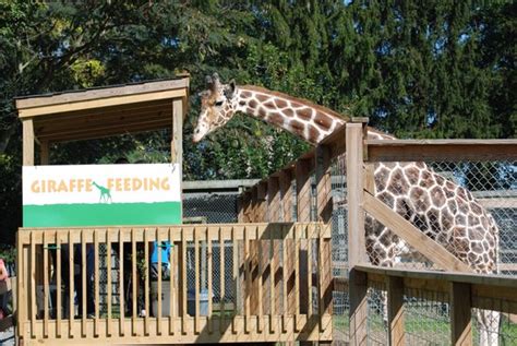 Plumpton Park Zoo Rising Sun All You Need To Know Before You Go