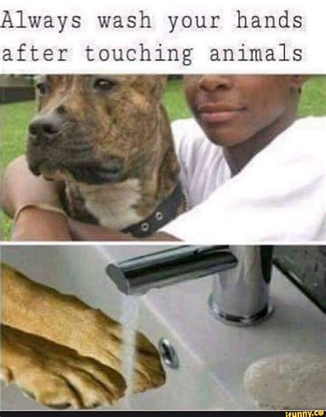 Always Wash Your Hands After Touching Animals