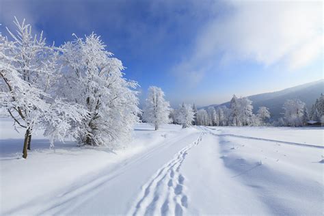 Free photo: Winter time - Park, Snow, Trees - Free Download - Jooinn