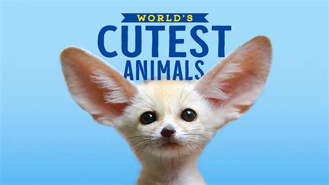 Meet The Worlds Cutest Animals Lonely Planet Kids
