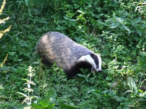 What Do Badgers Eat Worldwide Nature