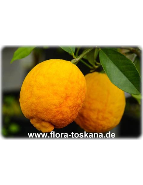 Citrus Limon Rosso Xxl Red Lemon Flora Toskana