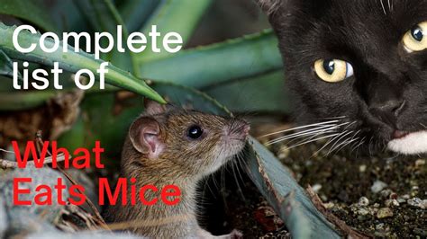 Mouse Predators Complete List Of What Hunts And Eats Mice Youtube