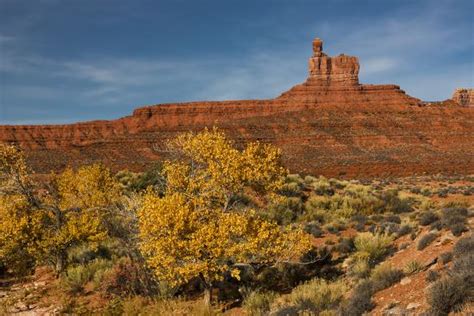 Cottonwood Tree In Fall Color And Monuments Valley Of The Gods Utah