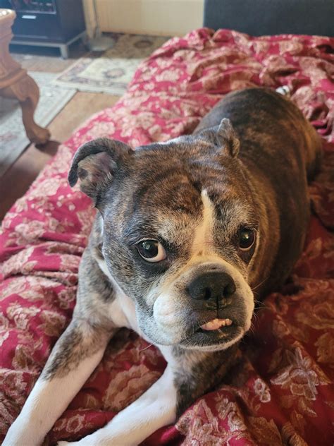 Meet An English Bulldog And Boston Terrier Mix Princess Rdogpictures