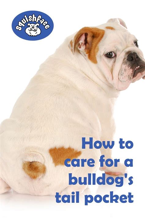Bulldog Tail Pockets Can Be A Bit Of A Mystery But Not After You Read