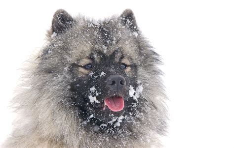 10 Best Dog Breeds For Cold Weather