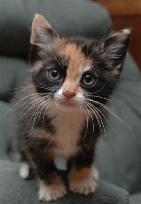 Cats and dogs aren't the only loving creatures you'll find for adoption at petsmart charities adoption centers and events. Digestion Problems: In Cats The Gene For Calico Multicolored