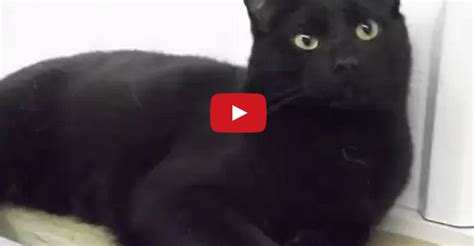 10 Great Reasons Why You Should Adopt A Black Cat