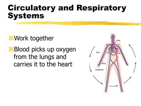 Ppt Chapter Seven Cardiovascular Fitness Powerpoint Presentation