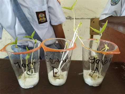 Check spelling or type a new query. Gambar Kecambah Kacang Hijau - Rahman Gambar