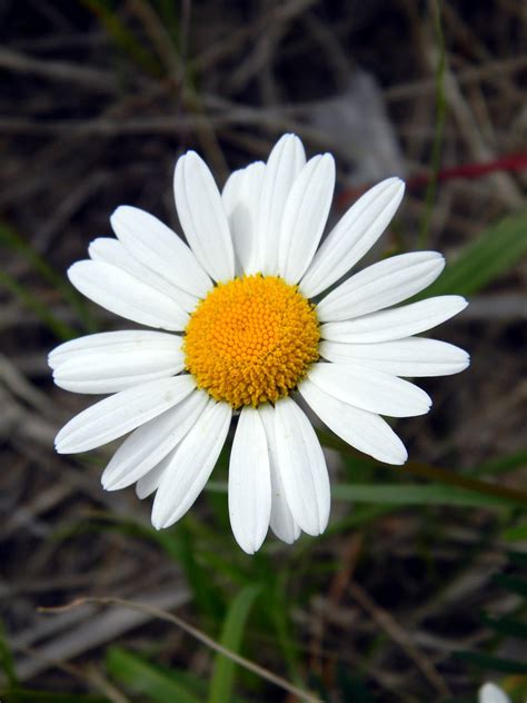 Free Images Nature Flower Petal Bloom Summer Botany Closeup