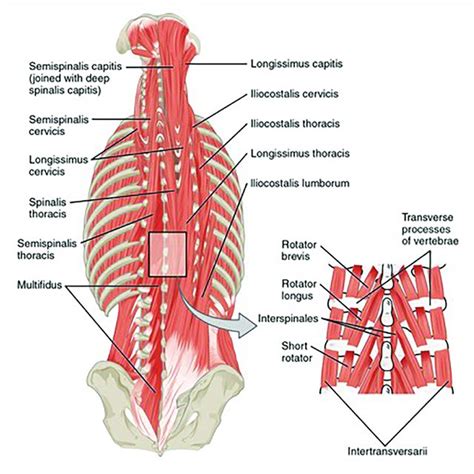 Muscles Of The Back By Openstax College Is Licensed Under Cc By