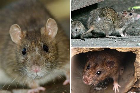 Giant Dead Rats Found Floating In Filthy Bins As Worker Shares
