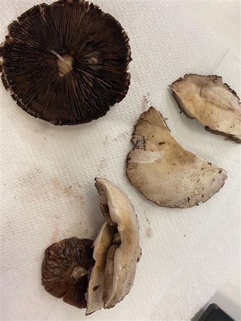 Emergency Doctors Warn Against Eating Wild Mushrooms Mackay Hospital