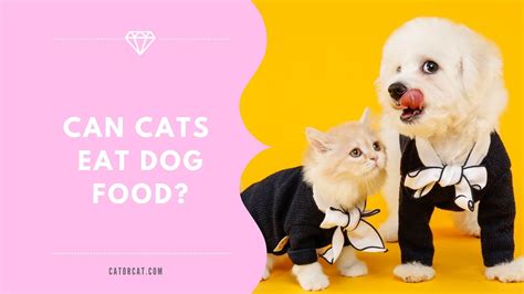 Can Cats Eat Dog Food Is It Safe Or Not What Can Happen