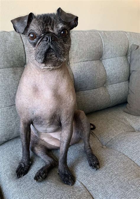 Check Out This Unique Hairless Pug What A Cutie Healthy Happy News