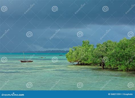 Seascape With Mangrove Trees Stock Image Image Of Rain Branches