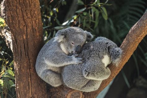 Koalas Now Functionally Extinct After Australian Heatwaves And Bushfires