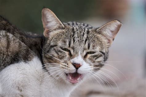 Cat Meowing Stock Photo Image Of Animal Kitty Looking 240712676