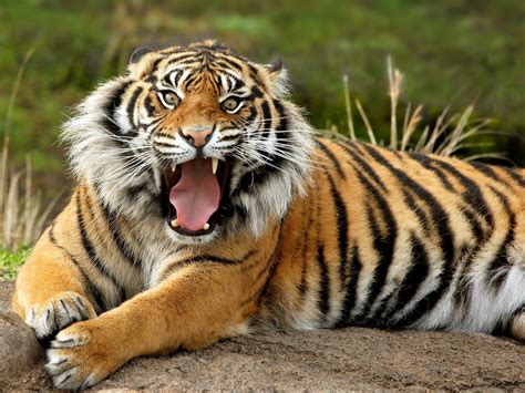 Bengal Tiger Wallpapers Animals Library