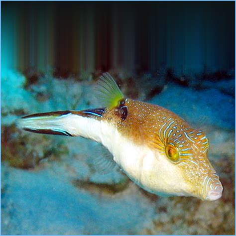 Inspiration Existenz Dominieren Caribbean Puffer Fish Beweglich