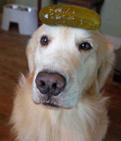Pickle On The Headjack Is A Funny Pickle In 2024 Cute Funny Dogs