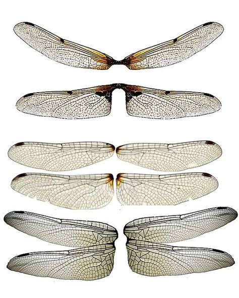 Dragonfly Wings Drawing At Getdrawings Free Download