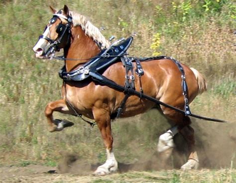 The belgian draft horse corporation of america grew from this organization in 1937 and remains the registry for the breed today. Abbey, a belgian draft horse mare. Drives in the lead of a ...