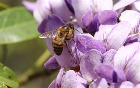 Texas Mountain Laurel Shrub How to Grow and Care Successfully  Florgeous