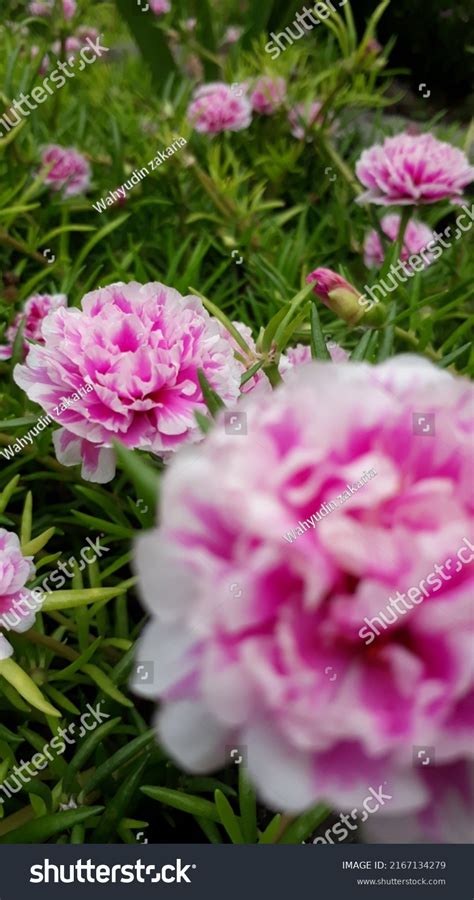 Purslane Roses Rose Moss Portulaca Grandiflora Stock Photo
