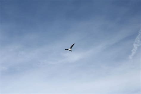 Free Picture Bird Sky Blue Sky Clouds Ocean Seagull