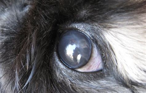 Болезни глаз у кроликов симптомы и лечение описание и причины фото