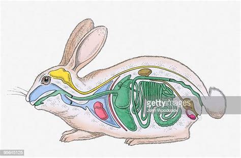 Rabbit Anatomy
